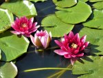 water-lily-2700005_960_720.jpg